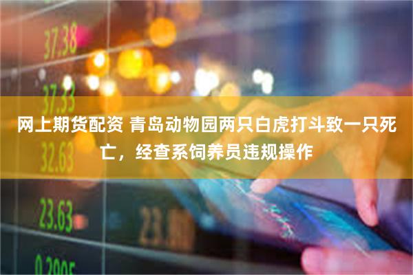 网上期货配资 青岛动物园两只白虎打斗致一只死亡，经查系饲养员违规操作